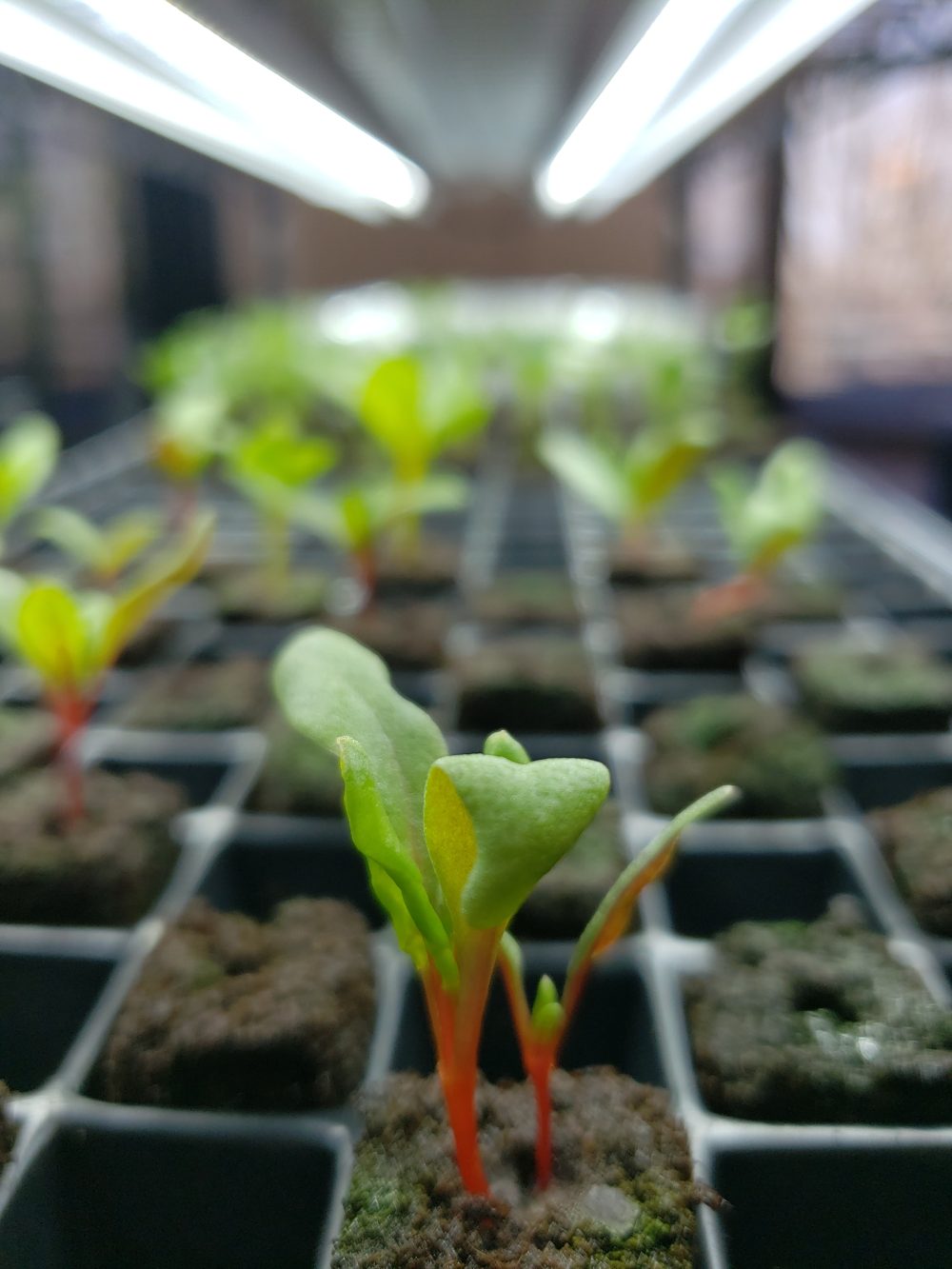 Herbs grow in planters under florescent lights in Charlotte hydroponic towers