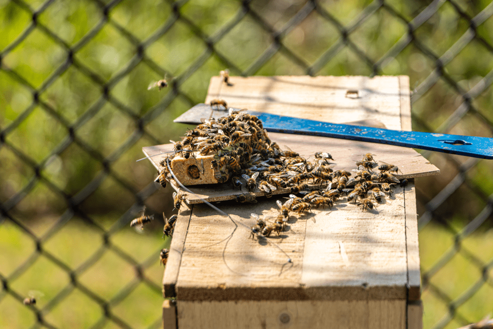 Bees swarm around a queen bee box on one of the beehives at UNC Charlotte.